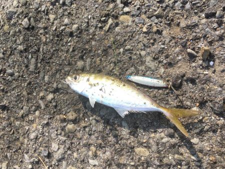 ジグサビキで色々釣れた